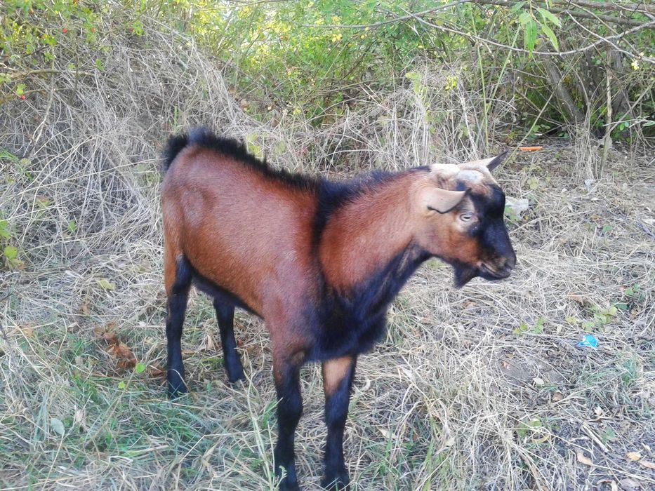 Tap-Alpin-Francez-Ciut-Genetic