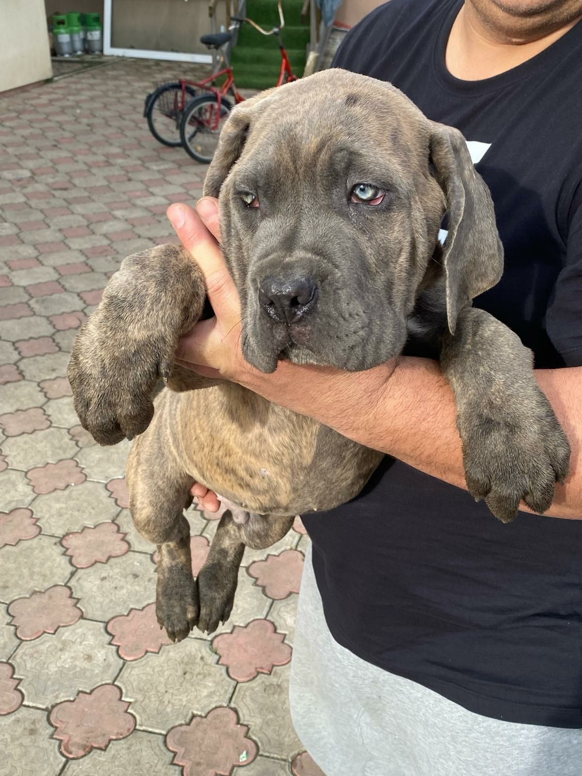 Cane corso italiano