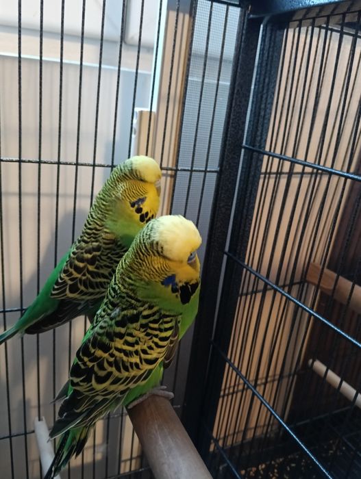 Vând mascul și femelă peruși standard inelați din 2024 .