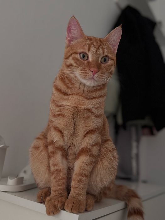 Отдам котика Компота в хорошое руки, частный дом