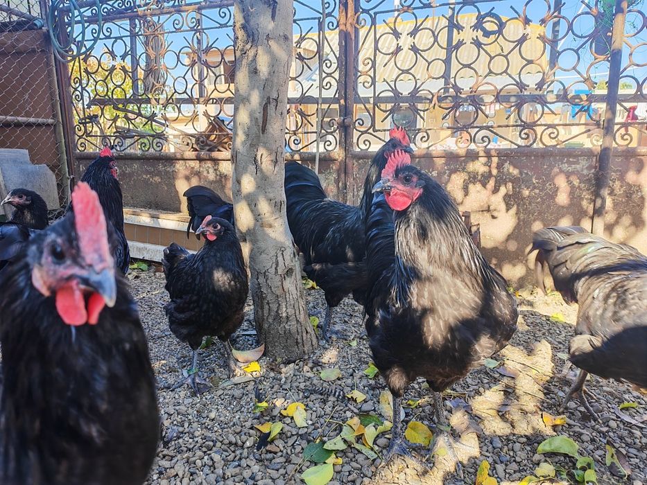 Australorp negru