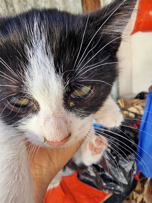 Se dau 2 pisicute catre adoptie