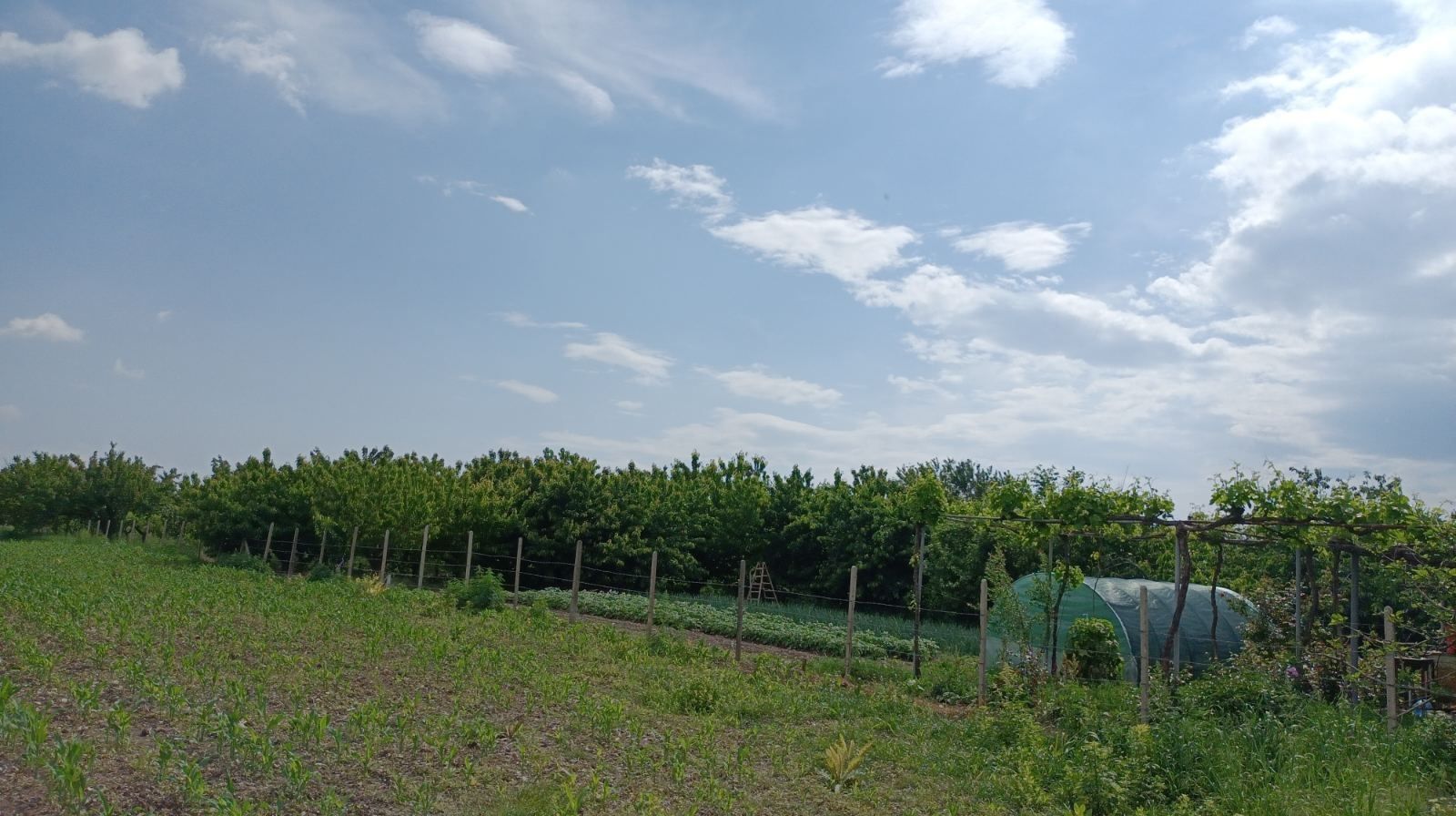 Овощна градина в село Тополчане