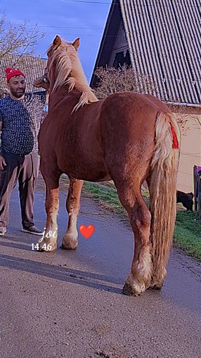 Vînd cal castrat forte bun