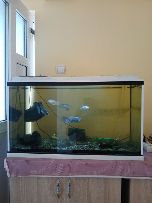 Acvariu  120l complet