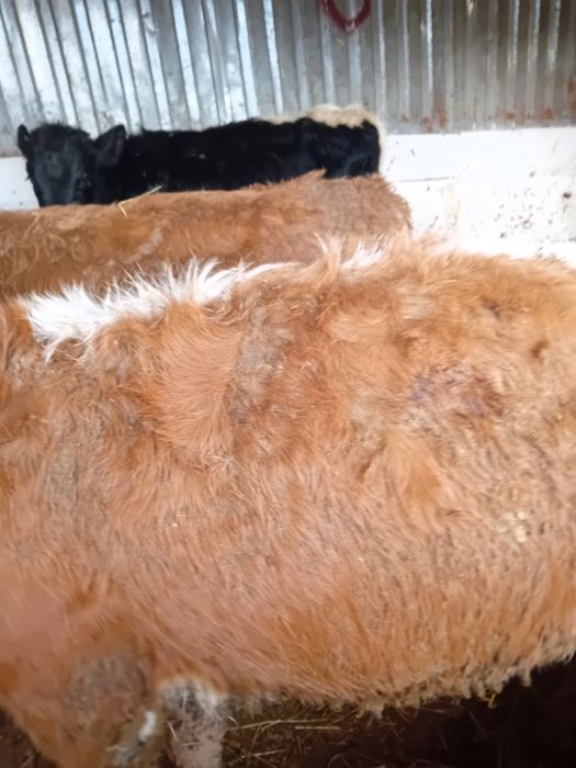 Vitele baltate și angus intarcate