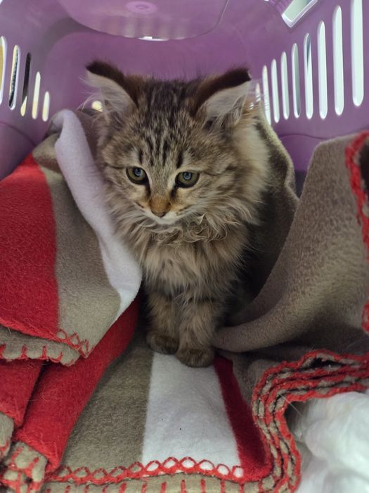 Ищу дом котшечке.