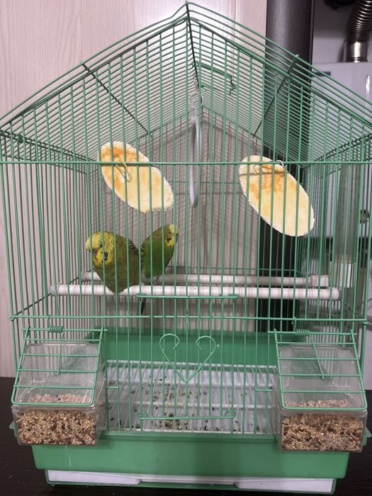 Папугай папугай парная