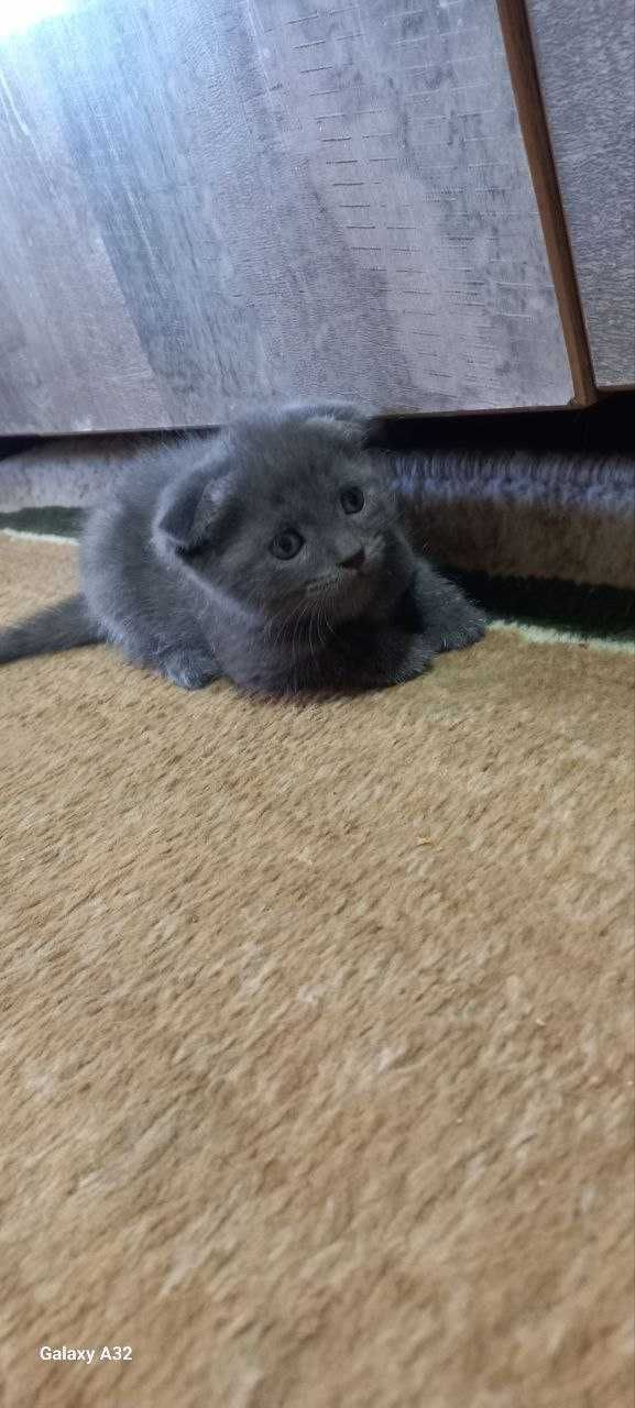 продаётся котята