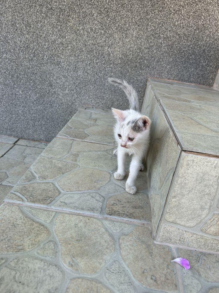 Pisicute de adoptat