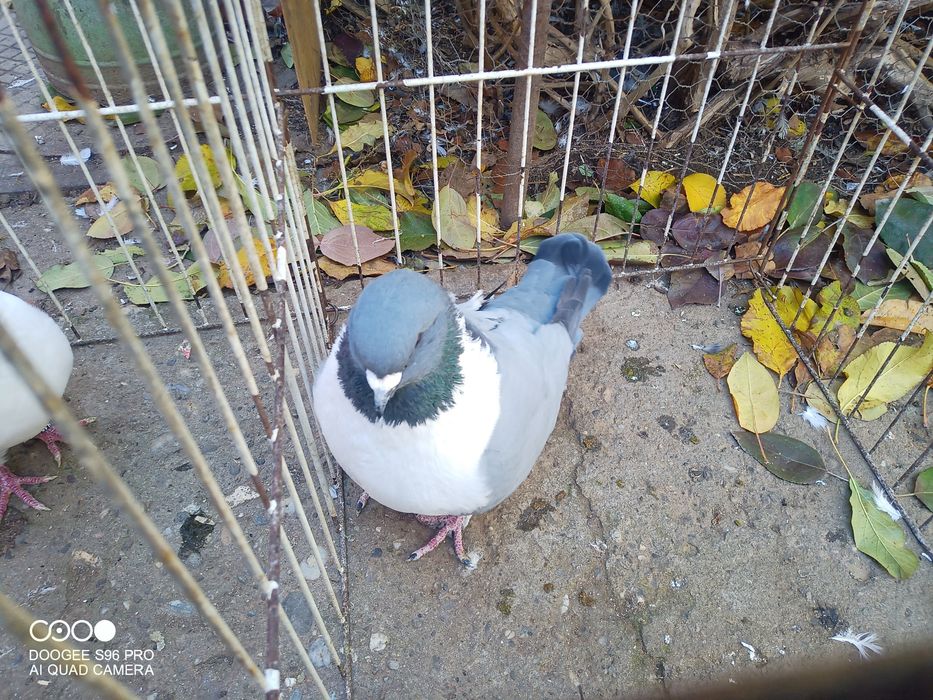 Porumbei de ornament