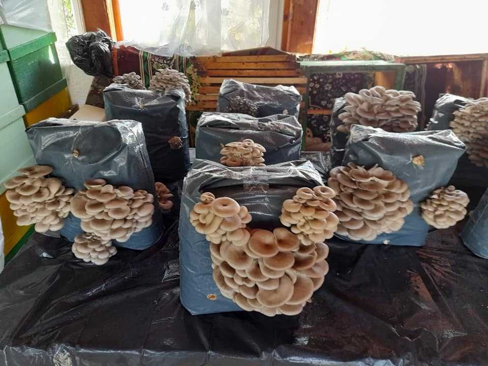 Set include 4 Pungi de Mceliu Pleurotus+term hig+Bonus Curs Pleurotus