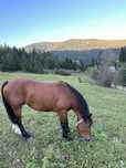 Vand cal 8 ani , crescut de mine , accept orice proba