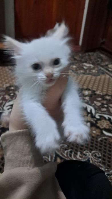 Кошки в хорошие руки