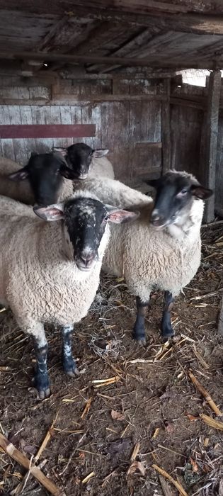 Vând oi tinere metis sufolk . Preț 6000 ron . Posibil gestante
