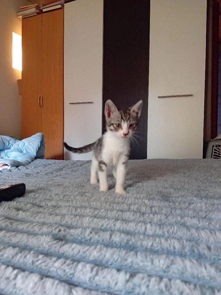 Pui de pisica 2 luni