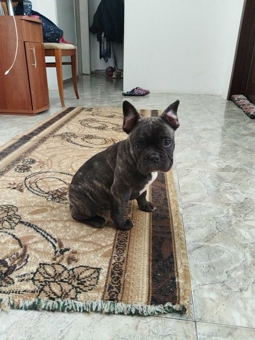 френско булдоче "brindle"