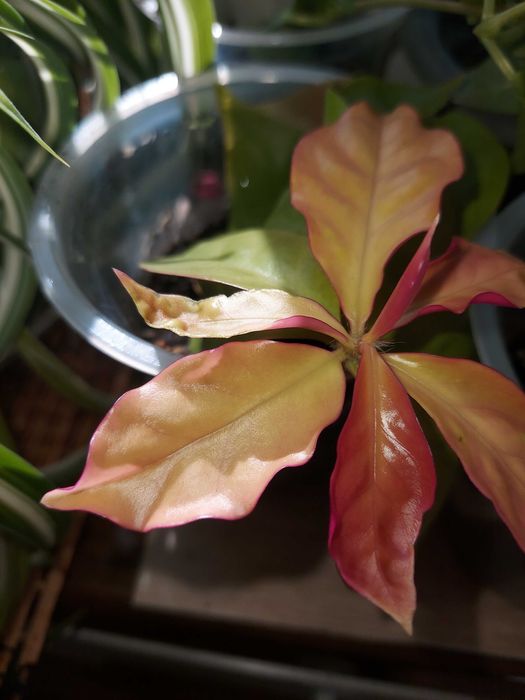 Продам  комнатные растения