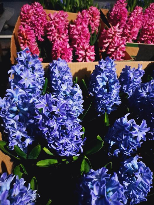 Zambile  ,mai multe culori, pret de  producator .