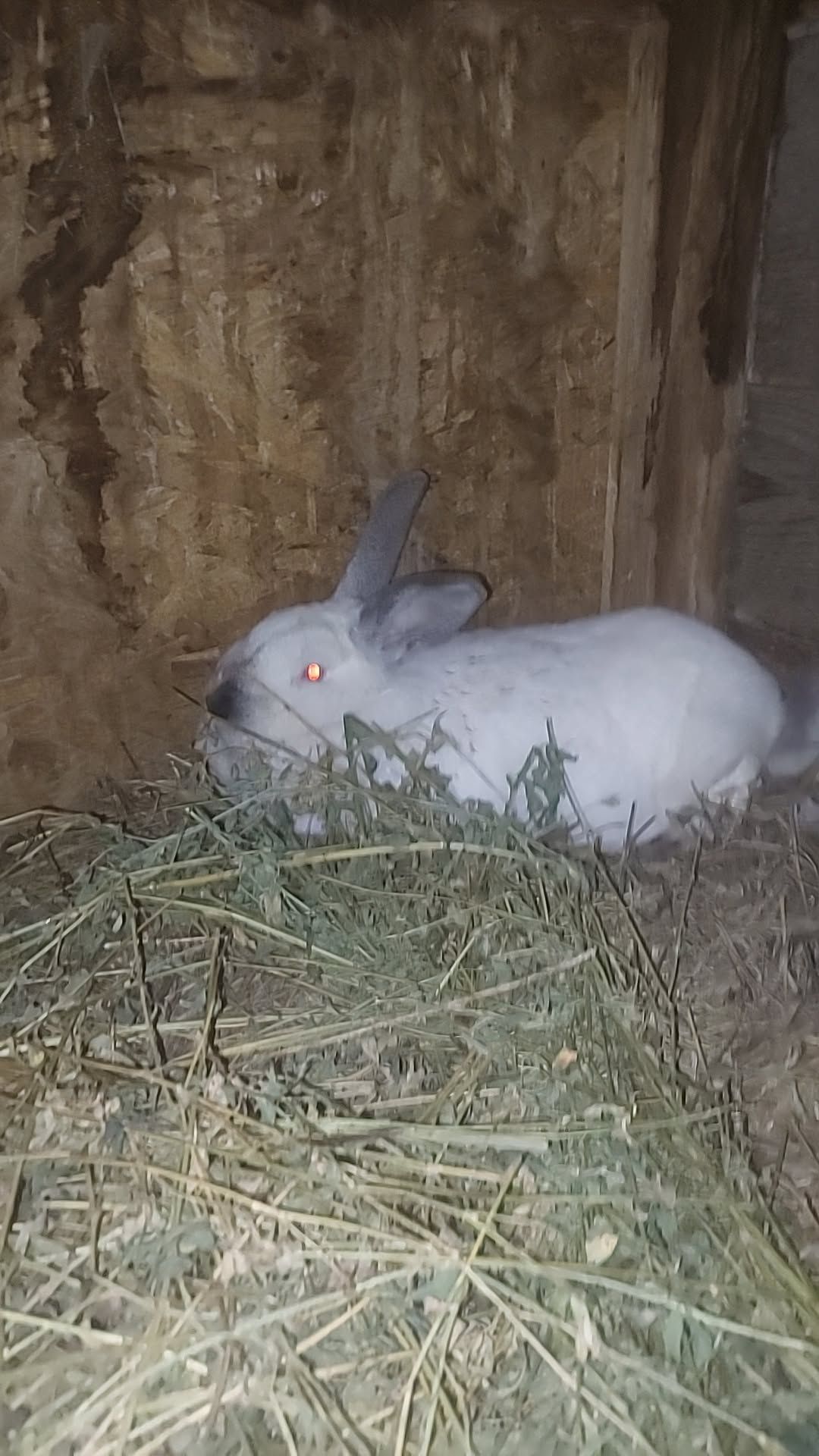 Schimb iepuri  pe un vițel
