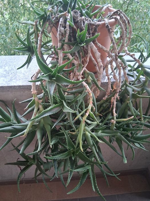 Vând aloe în ghiveci