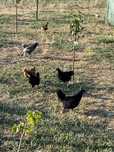 Pui de gaina rasa australop