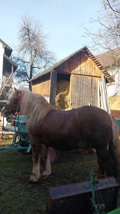 Vând armăsar, accept și probe.