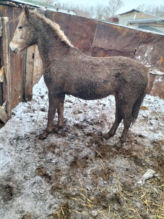 Продам  Тай кобылка