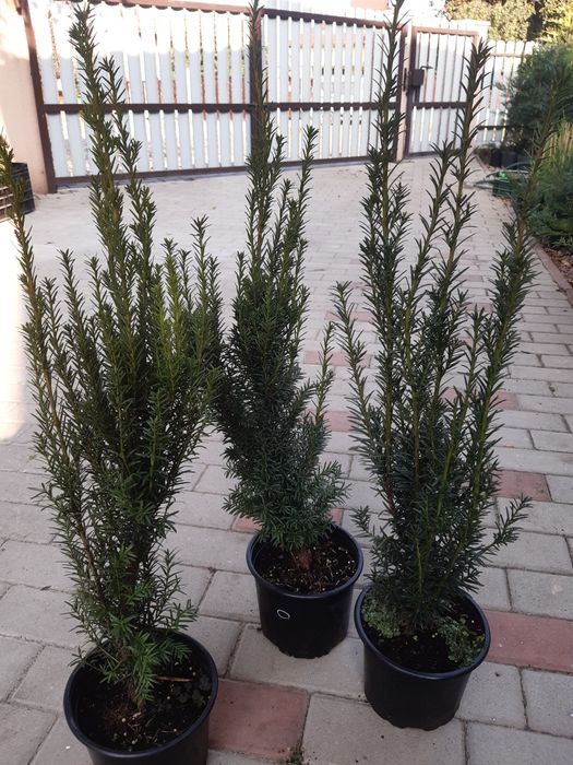 Leylandii chiparos, diverse dimensiuni-gard viu