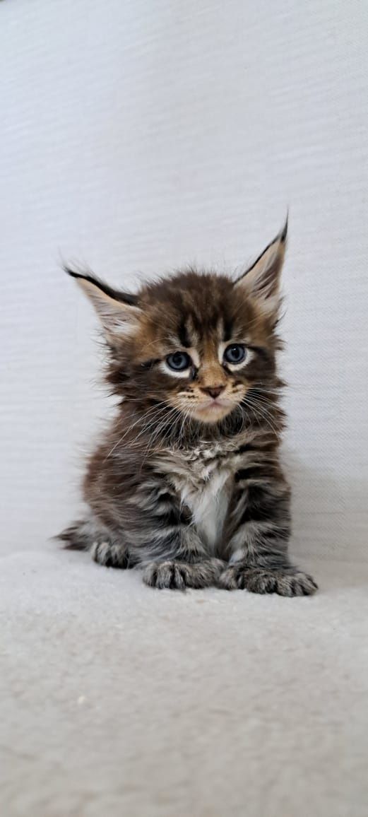 Котята Мейн куна