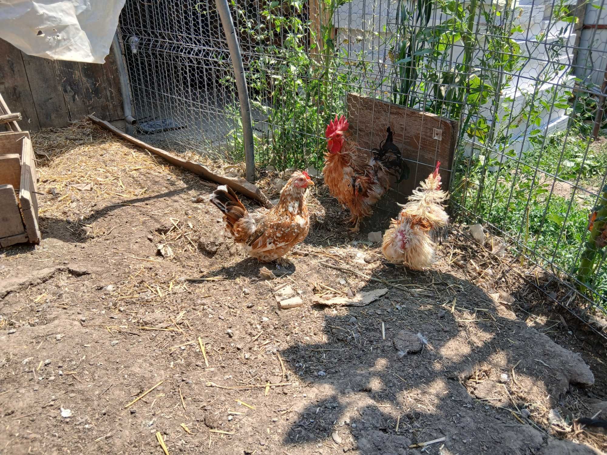 Ouă de gainușă pitică