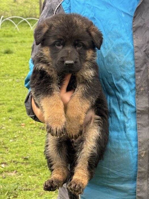 Немско овчарско куче