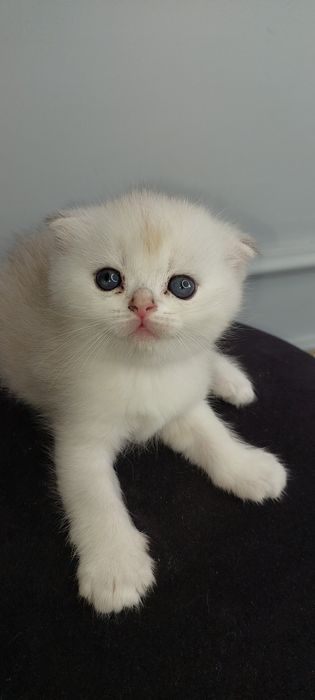Серебристий шиншила