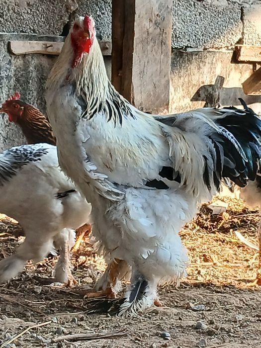 Брама Петух Белый