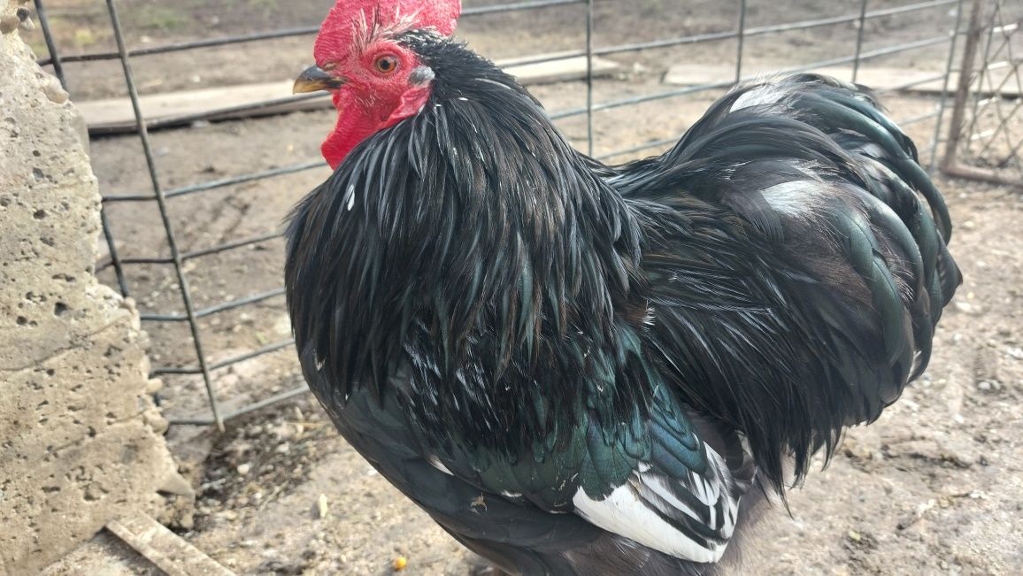 Cochinchina pitic, ouă de incubat