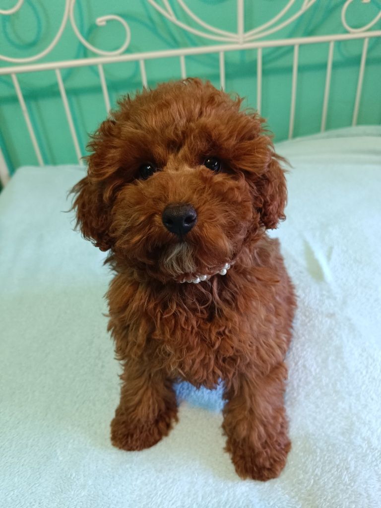 Pudel caniche pitic Red