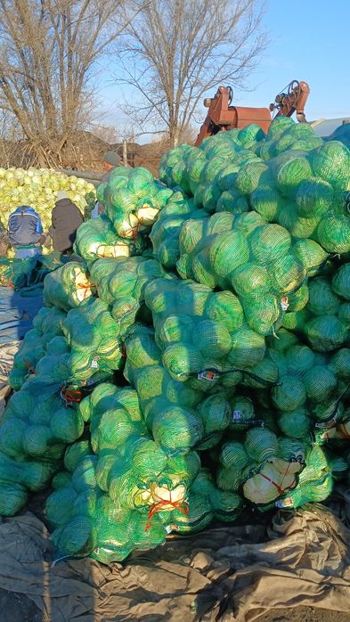 Капуста оптом, тоннами