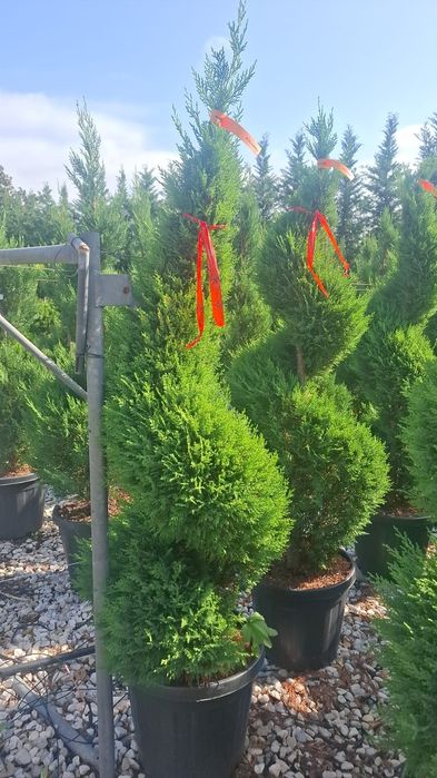 Spirala din tuia leylandii pon pon