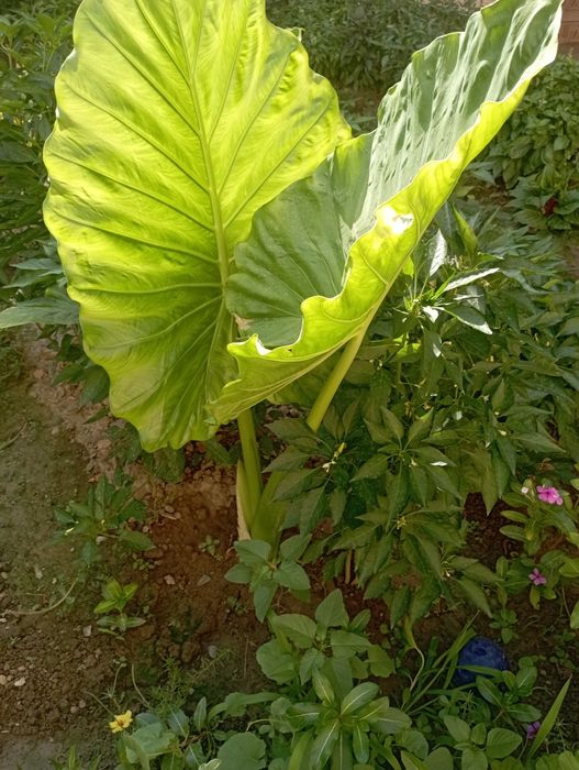 Цветкы АРМА для огорода.