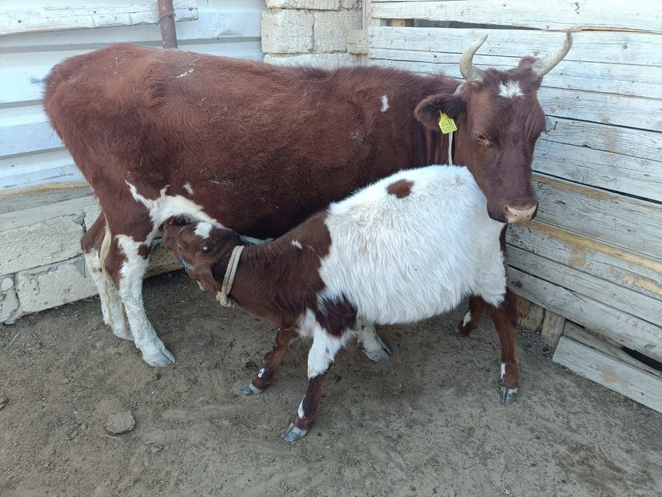 БУАЗ СИЫР жане Бузаумен бірге сиыр сатылады 1 туган.Бузауы ұргашы
