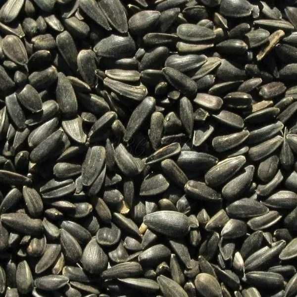 Vand seminte floarea soarelui calitate excelenta