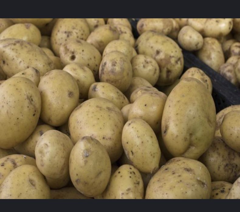 Kartoshka optom.sotladi tez ulgrib qolila