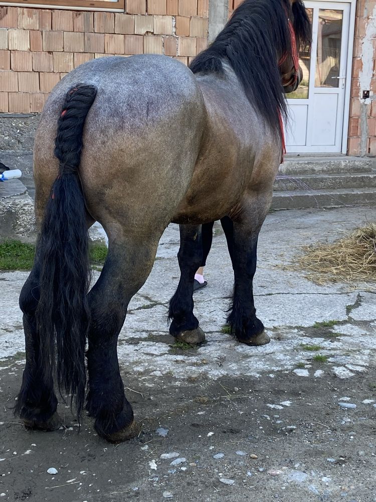 Armasar greu de 5 ani cu forme bune jud cluj