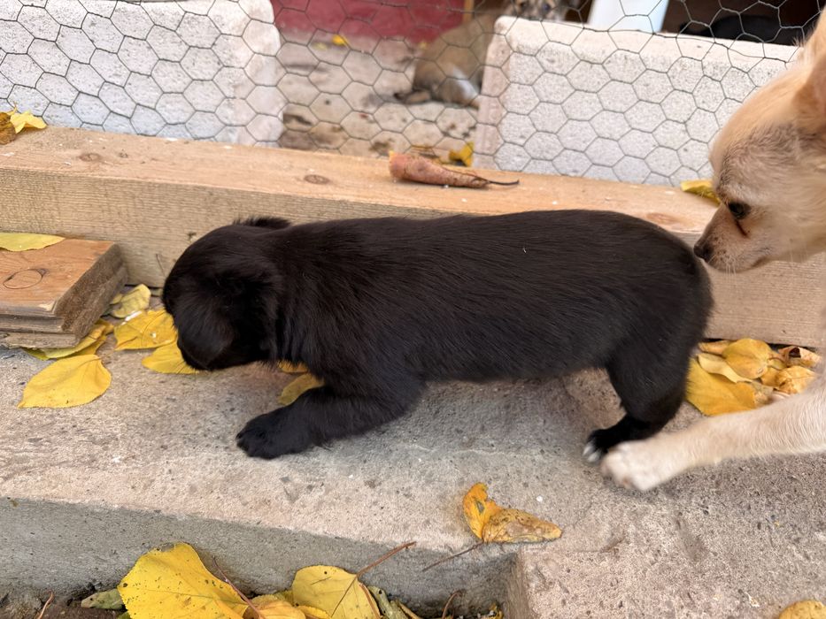 adoptie Caini - vaccinati, deparazitati