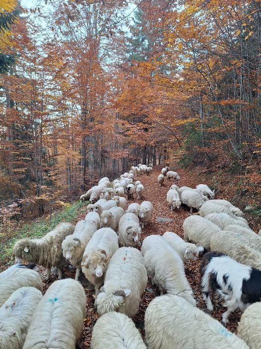 Disponibile oi băle tinere. Jud. Bistrița Năsăud.