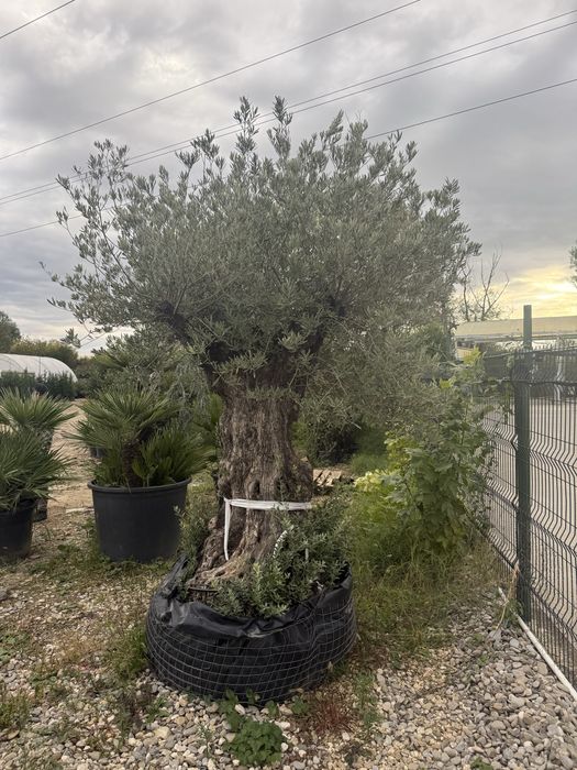 Maslini secular Pon pon ( bonsai )