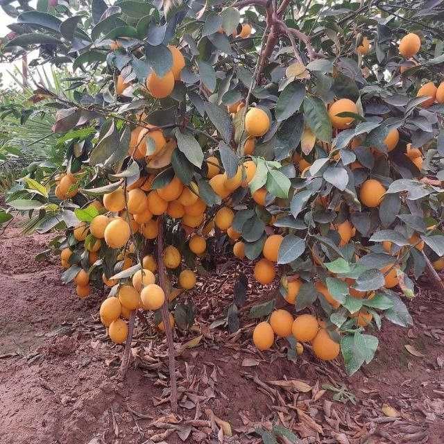 Limon,apilsin,mandarin,kumkuvat