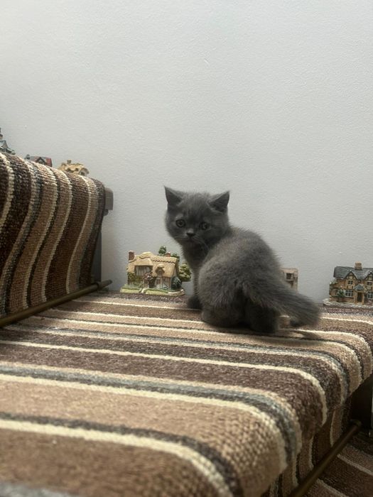 Pisicuță British Shorthaire Blue