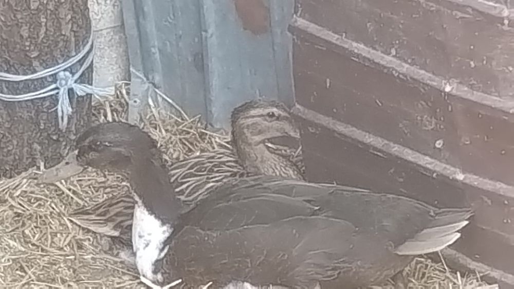 Pereche rata sălbatică