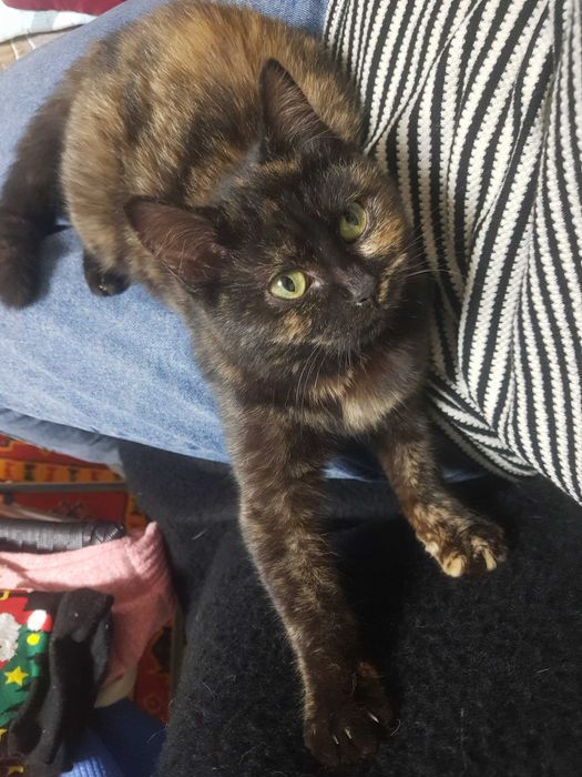 Отдам котенка подростка в хорошие руки